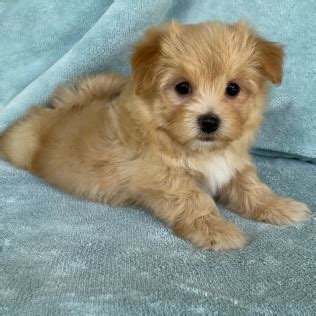 dog breeders in lafayette la|Havanese Puppies for Sale in Lafayette, LA .